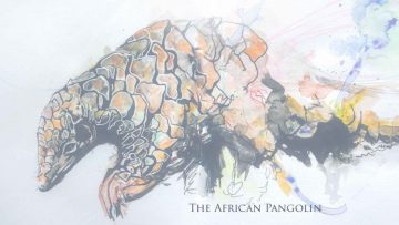 pangolin-white-1-1080×675-750×422