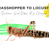 2022-Grasshopper-to-Loocust-2.png